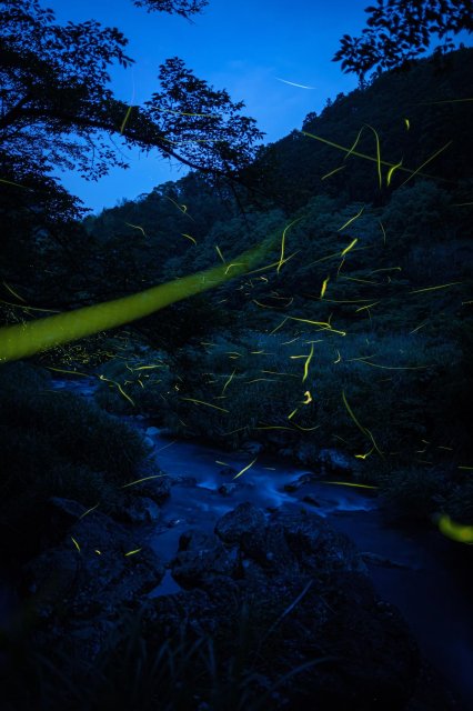 Blue Mountains fireflies: where and when to experience the magic