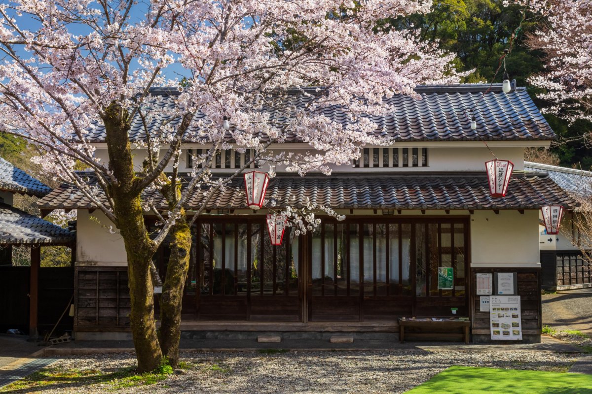 Makino Park｜What to See & Do｜VISIT KOCHI JAPAN