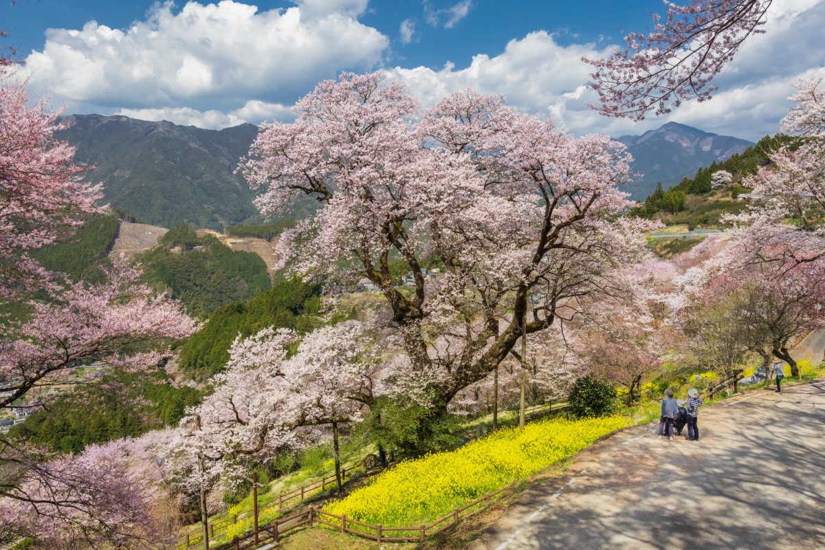 Sakura History - Japan National Tourism Organization