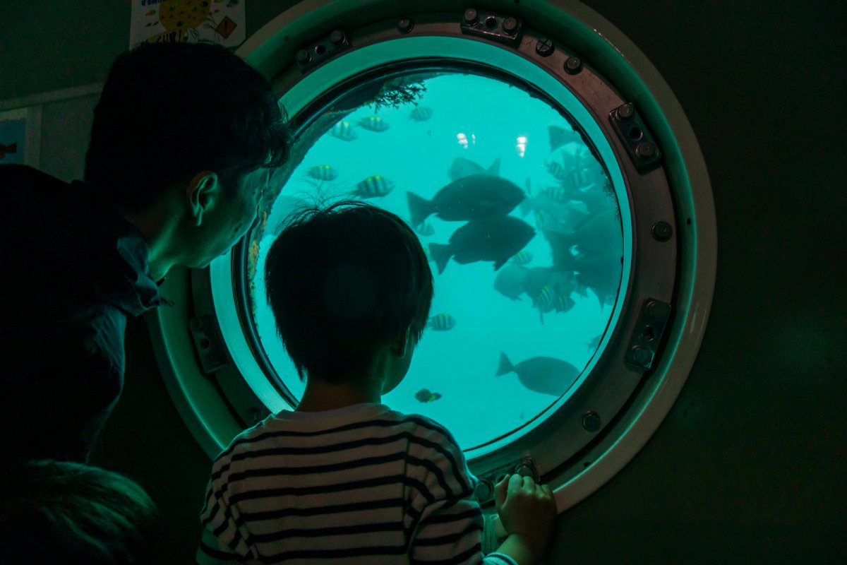 Ashizuri Underwater Observation Tower｜What to See & Do｜VISIT KOCHI JAPAN