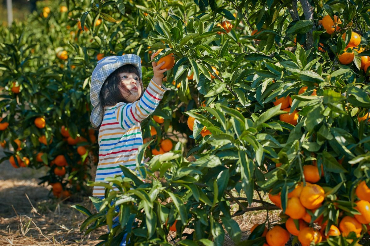 果物 toymama Tosa Kochi Fruit Farms｜Activities｜VISIT KOCHI JAPAN
