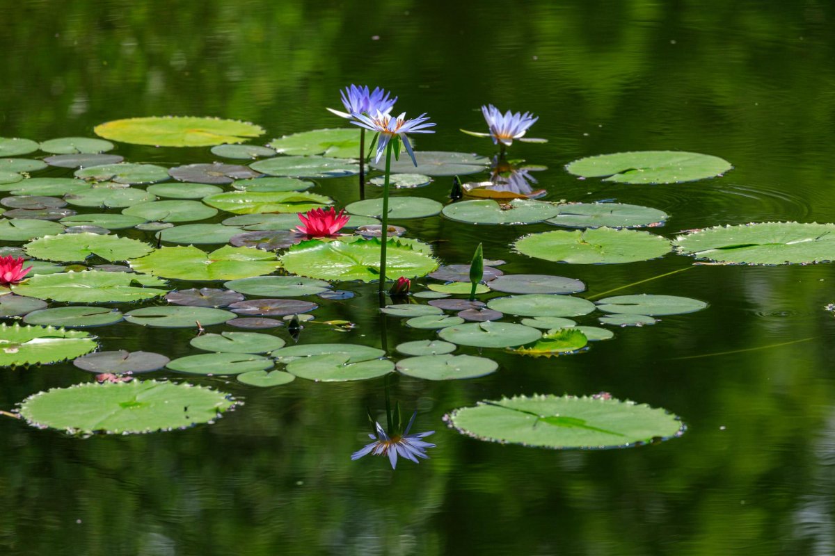 Monet's Garden Marmottan in Kitagawa Village｜What to See & Do