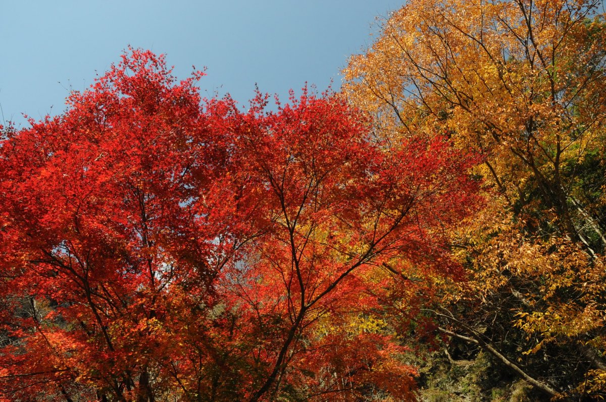 Befu to See & Do｜VISIT KOCHI JAPAN