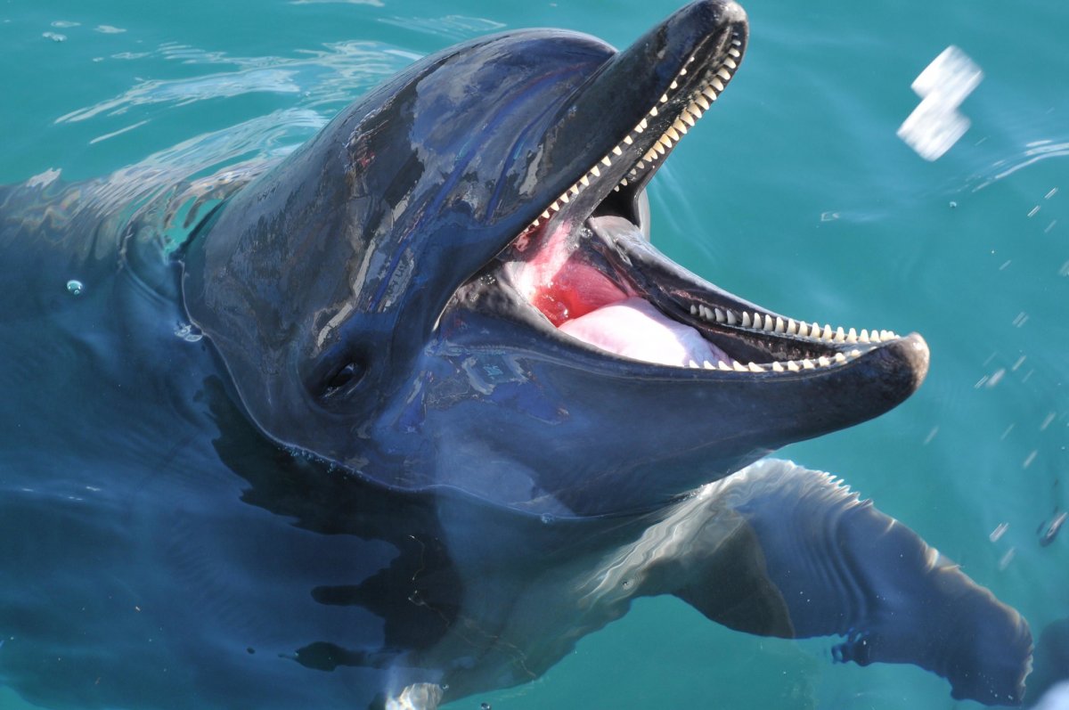 Muroto Dolphins Center｜What to See & Do｜VISIT KOCHI JAPAN