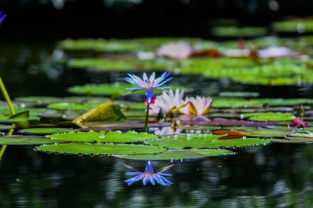 Water lilies
