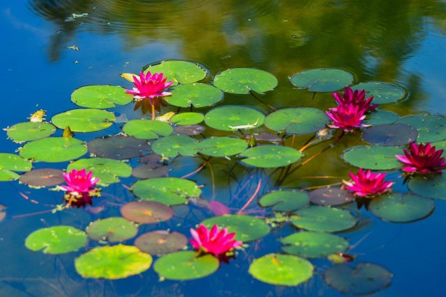 Water lilies