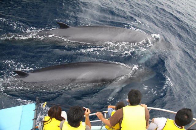 Enjoy summer in Kochi in the company of whales and dolphins!