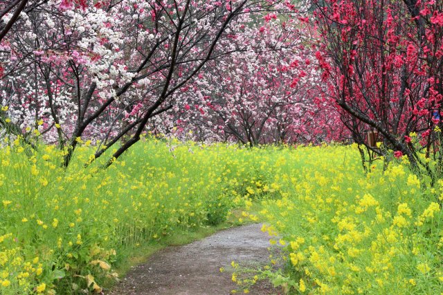 迎接春天的好地方「西川花公園」