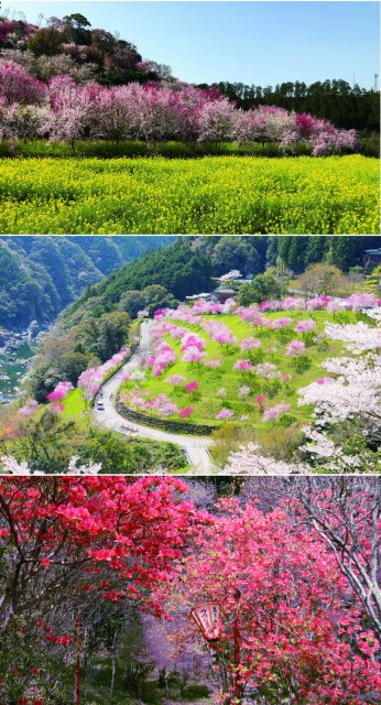 高知縣四季賞花爛漫推薦 話題 Visit Kochi Japan 高知縣四季賞花爛漫推薦 話題 Visit Kochi Japan