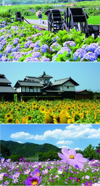 高知縣四季賞花爛漫推薦 話題 Visit Kochi Japan 高知縣四季賞花爛漫推薦 話題 Visit Kochi Japan