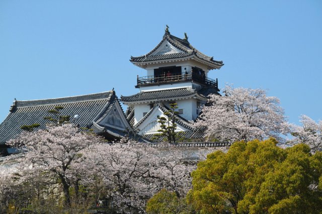 充滿歷史的高知城與櫻花融為一體的美景