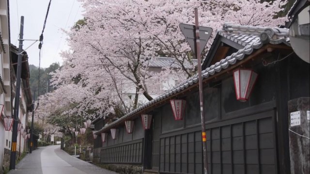 Let's celebrate the beauty of sakura in Sakawa!