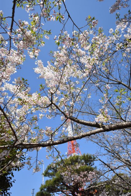 The beautiful Cherry Blossoms of Godaisan, Kochi City 