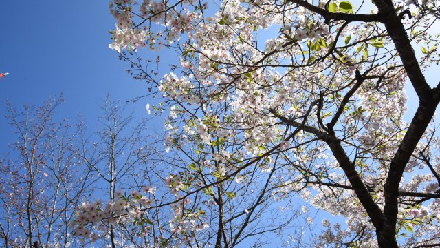 The beautiful Cherry Blossoms of Godaisan, Kochi City 