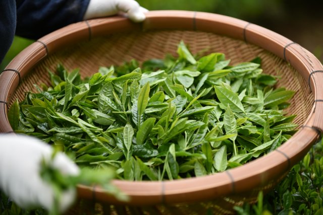 Tosa tea, rich in fragrance and taste