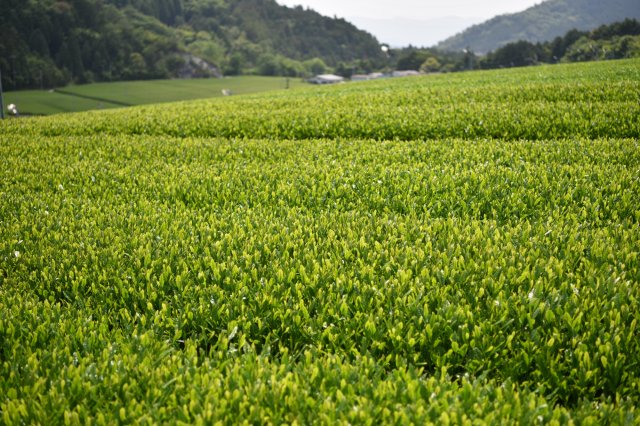 Tosa tea, rich in fragrance and taste