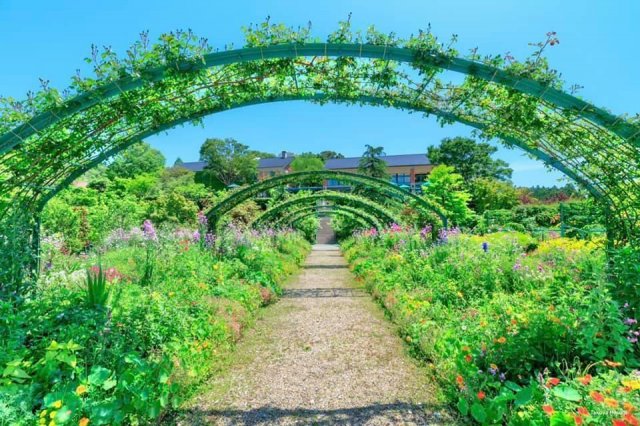 北川村「莫內庭園」馬摩丹｜玫瑰拱門盛開中