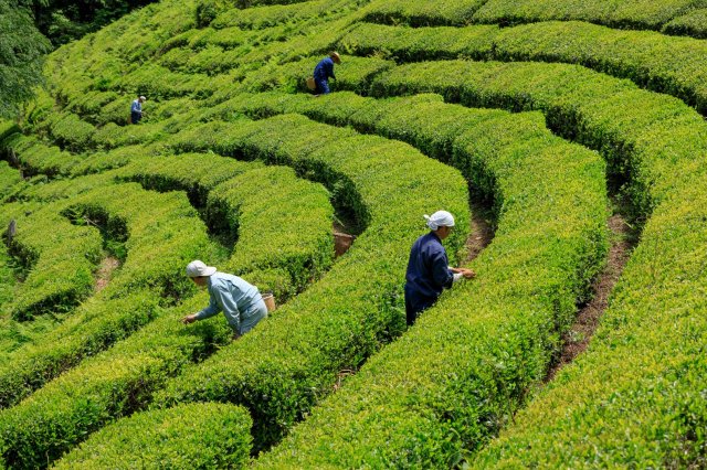 In May the rows of tea bushes on Kochi's hillsides are BUSY