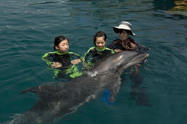 親子旅遊必去推薦：四國高知水族館超另類！騎乘海豚好刺激，學校泳池養大海龜？