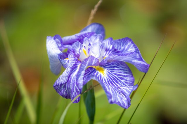 線上賞花｜四萬十市蜻蜓自然公園花菖蒲.睡蓮盛開