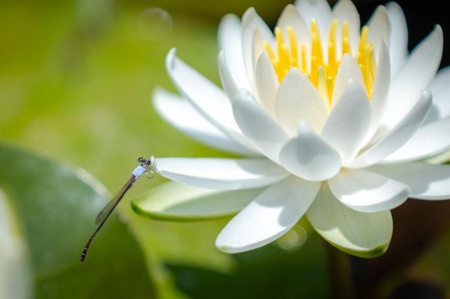 Dragonflies, irises and water lilies at Shimanto Dragonfly Park 