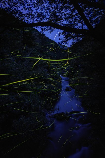 Experience the dreamy, magical glow of fireflies in the Nagatani Valley