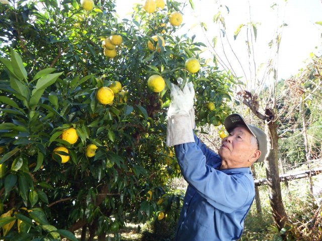 柚子迷有福了❗️日本高知土佐濃縮柚子飲 開賣囉