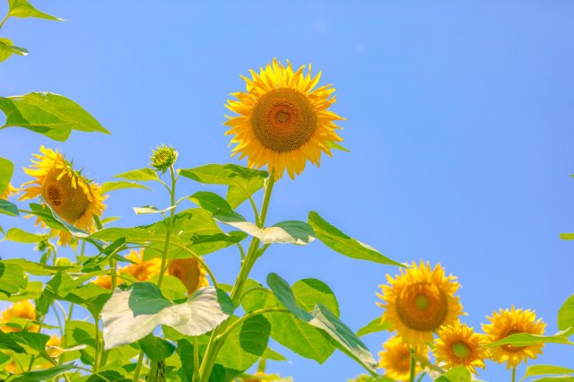 線上賞花 早開向日葵的小浪漫出間向日葵