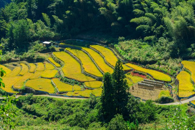 Hike around beautiful rice terraces above the clouds