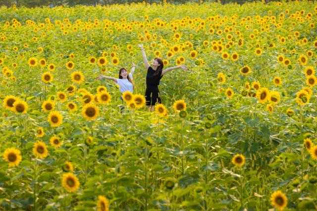 Get lost in sea of sunflowers