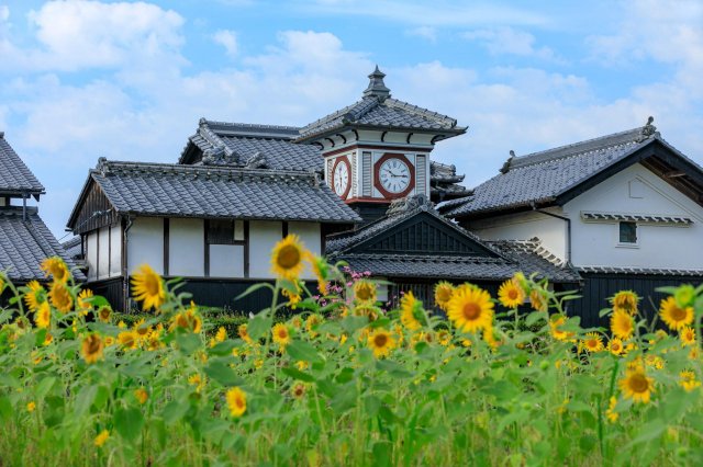 A 130-year-old clock tower in a sea of sunflowers