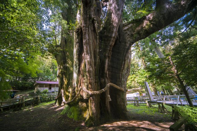 高知能量景點特輯｜千年巨木「杉樹中的大杉樹」