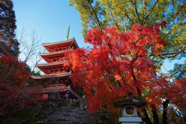 Beautiful autumn maple leaves at the “bamboo temple”?!