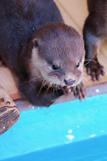 帥哥飼育員!搞怪吉祥物?個性十足 #桂濱水族館