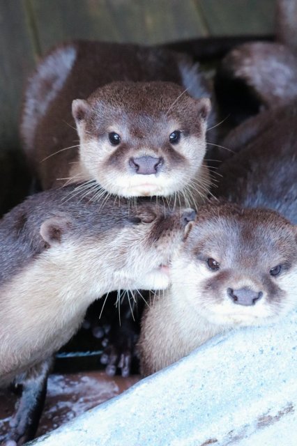 帥哥飼育員!搞怪吉祥物?個性十足 #桂濱水族館