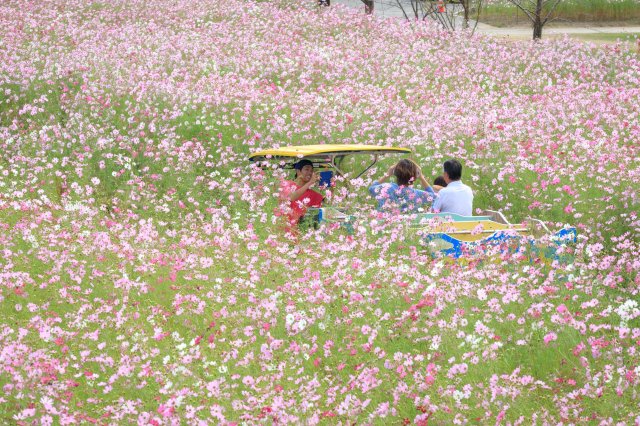 日本的秋天除了火紅的楓葉外 還有可愛的大波斯菊