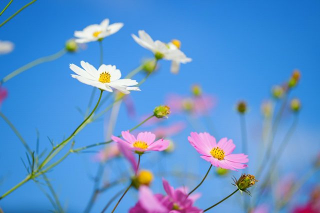 日本的秋天除了火紅的楓葉外 還有可愛的大波斯菊