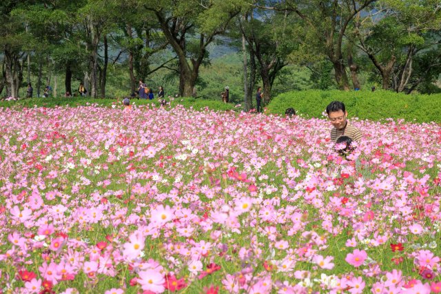 日本的秋天除了火紅的楓葉外 還有可愛的大波斯菊