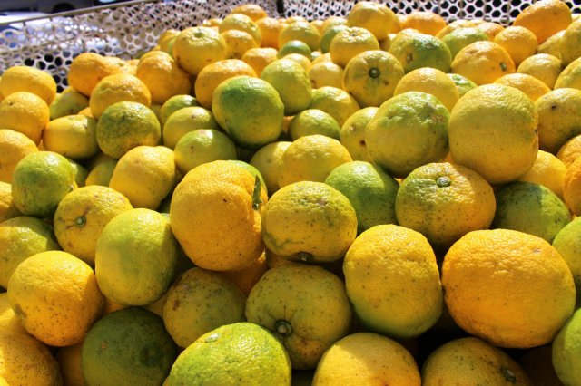 Tis the season of harvesting yuzu, Kochi’s favorite citrus fruit!