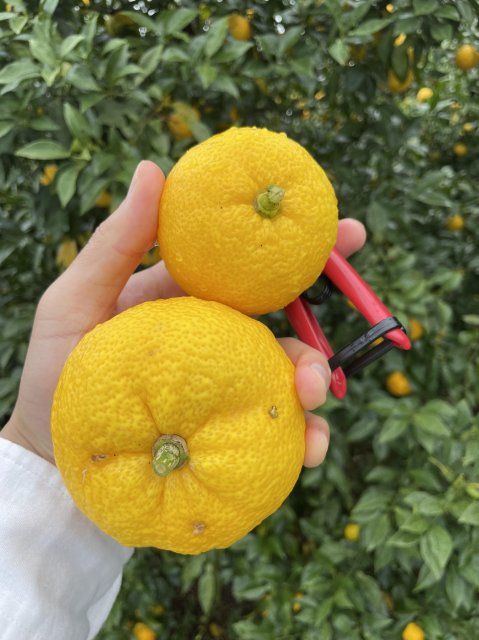 日本第一等的高知縣柚子！