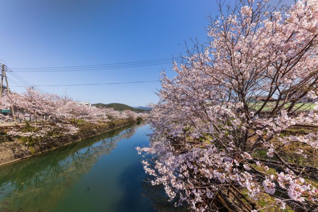 Sakawa: The retro town of sake and sakura
