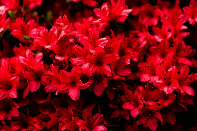 Any flower lovers here?