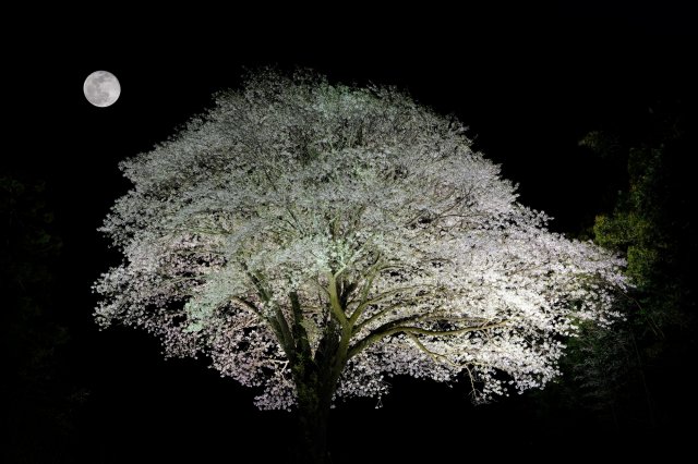 Full bloom at full moon