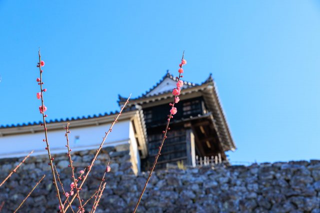 高知賞花特集｜高知城梅花速報