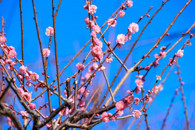 高知賞花特集｜高知城梅花速報