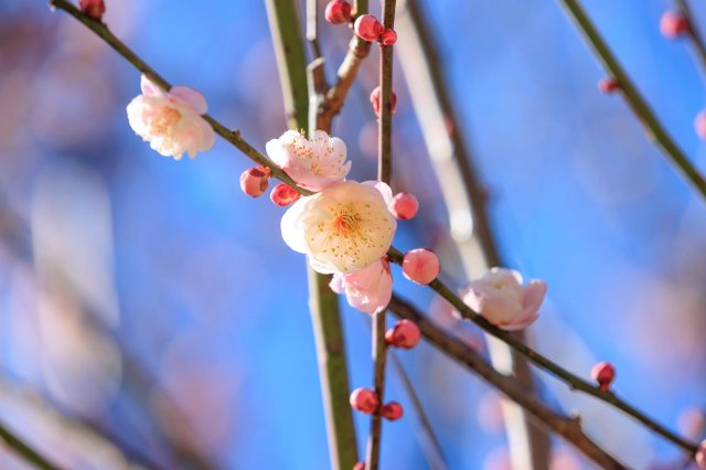 高知賞花特集｜高知城梅花速報