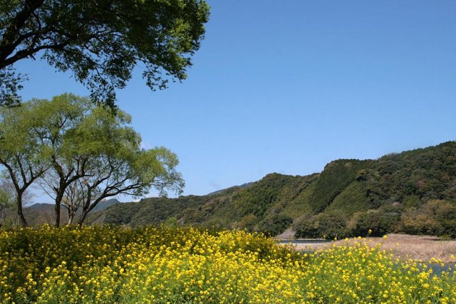 高知賞花特輯｜四萬十川 #油菜花