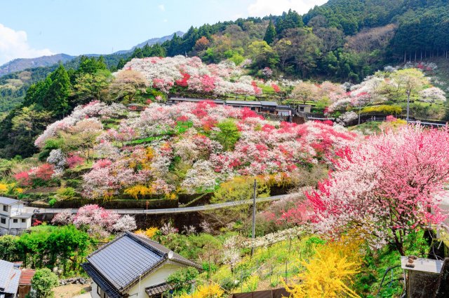 Cherry blossoms? Nope! This is Kamikuki’s peach flower paradise