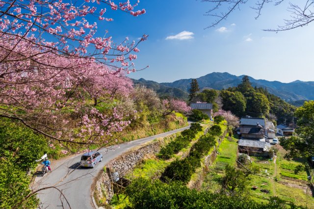 高知縣賞花特輯｜襯托白雪與金黃油菜花浪漫櫻花 #桑田山雪割桜