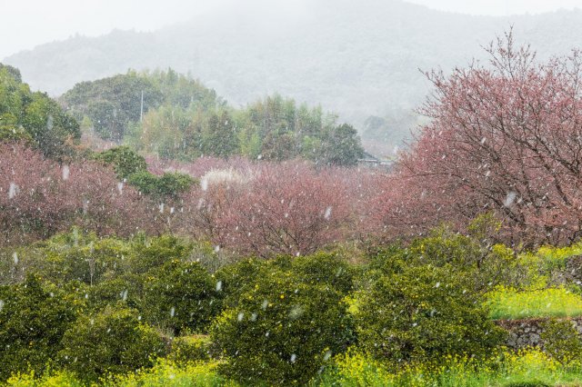 高知縣賞花特輯｜襯托白雪與金黃油菜花浪漫櫻花 #桑田山雪割桜